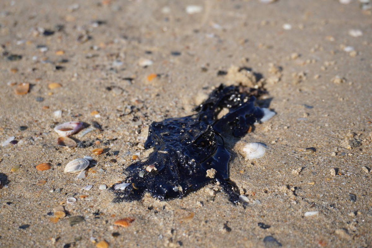    Последствия разлива мазута в Чёрном море. Фото: штаб #МЫВМЕСТЕ