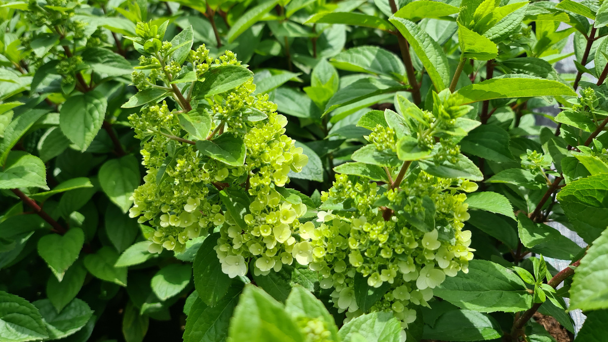 7 июля. Бутоны раскрываются