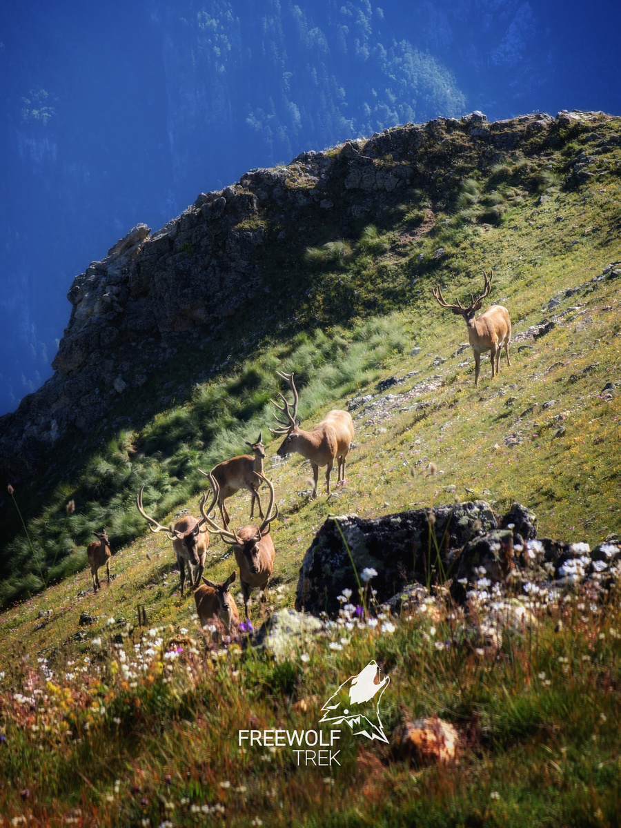 Стадо благородных кавказских оленей.