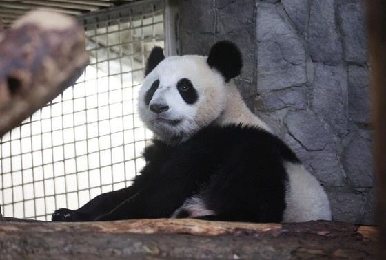    Панда Катюша