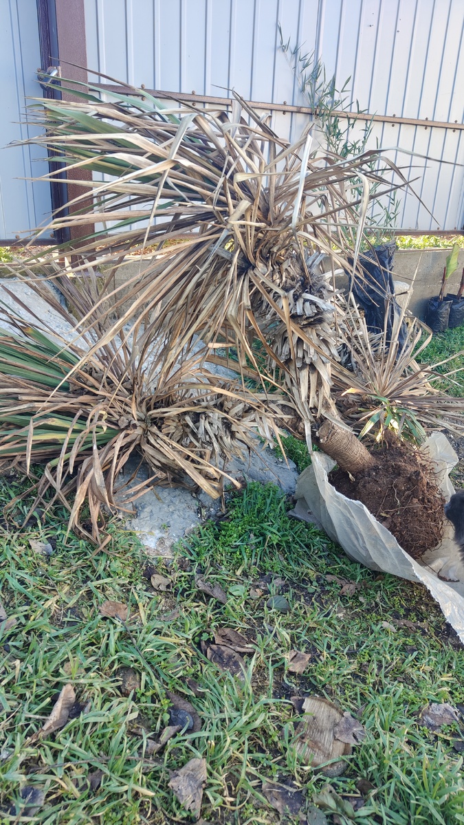 За пальмой виден бамбук