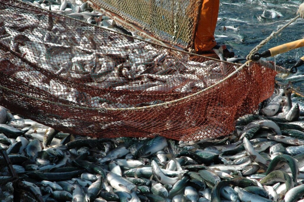 Фото: vk.com / Министерство рыбного хозяйства Камчатского края