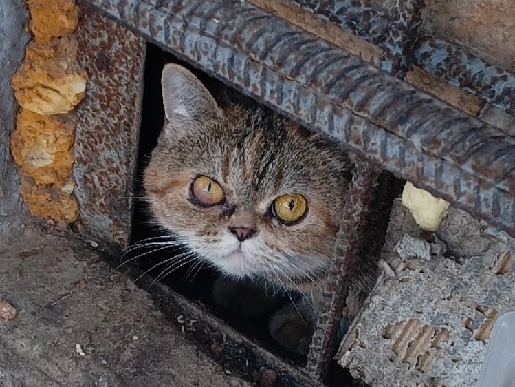 Похожа на британку. Хочется верить, что потеряшка, и её хозяева найдутся