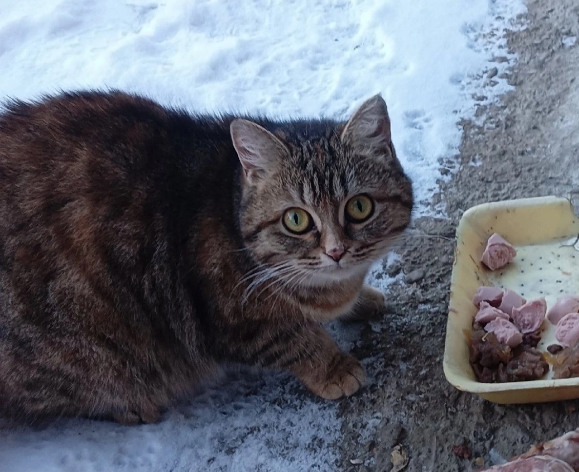 Симпатичная кошечка не хочет жить в подвале. Ей нужен дом