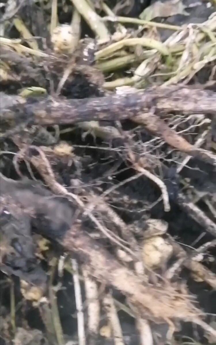 Моё фото. Ботва картофеля начал гнить, после ливневых дождей.