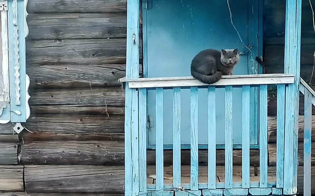 Эй, гусь! А ну-ка хватит шипеть на куриц! 