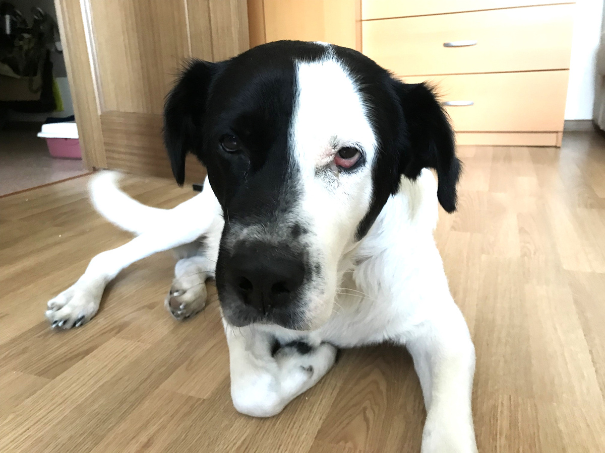 На какого терьера похож?