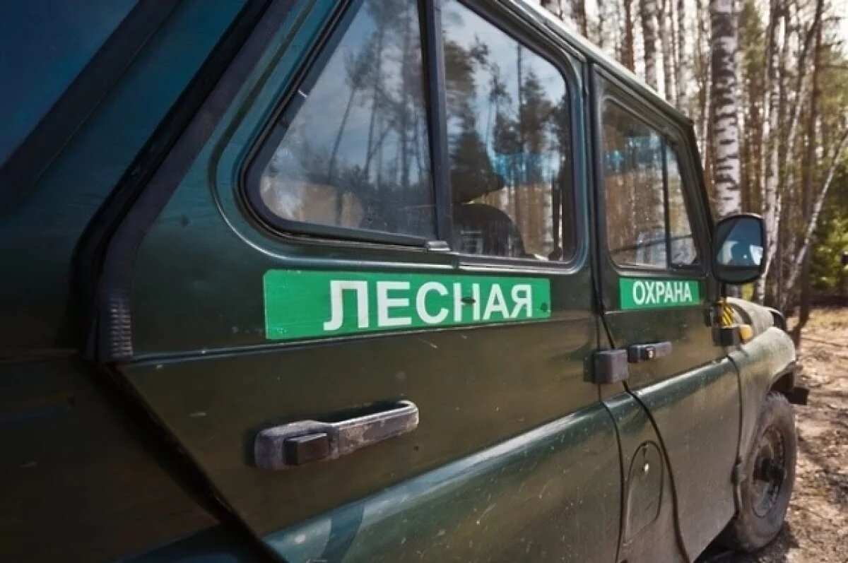    В 2025 году выросла численность сотрудников лесной охраны