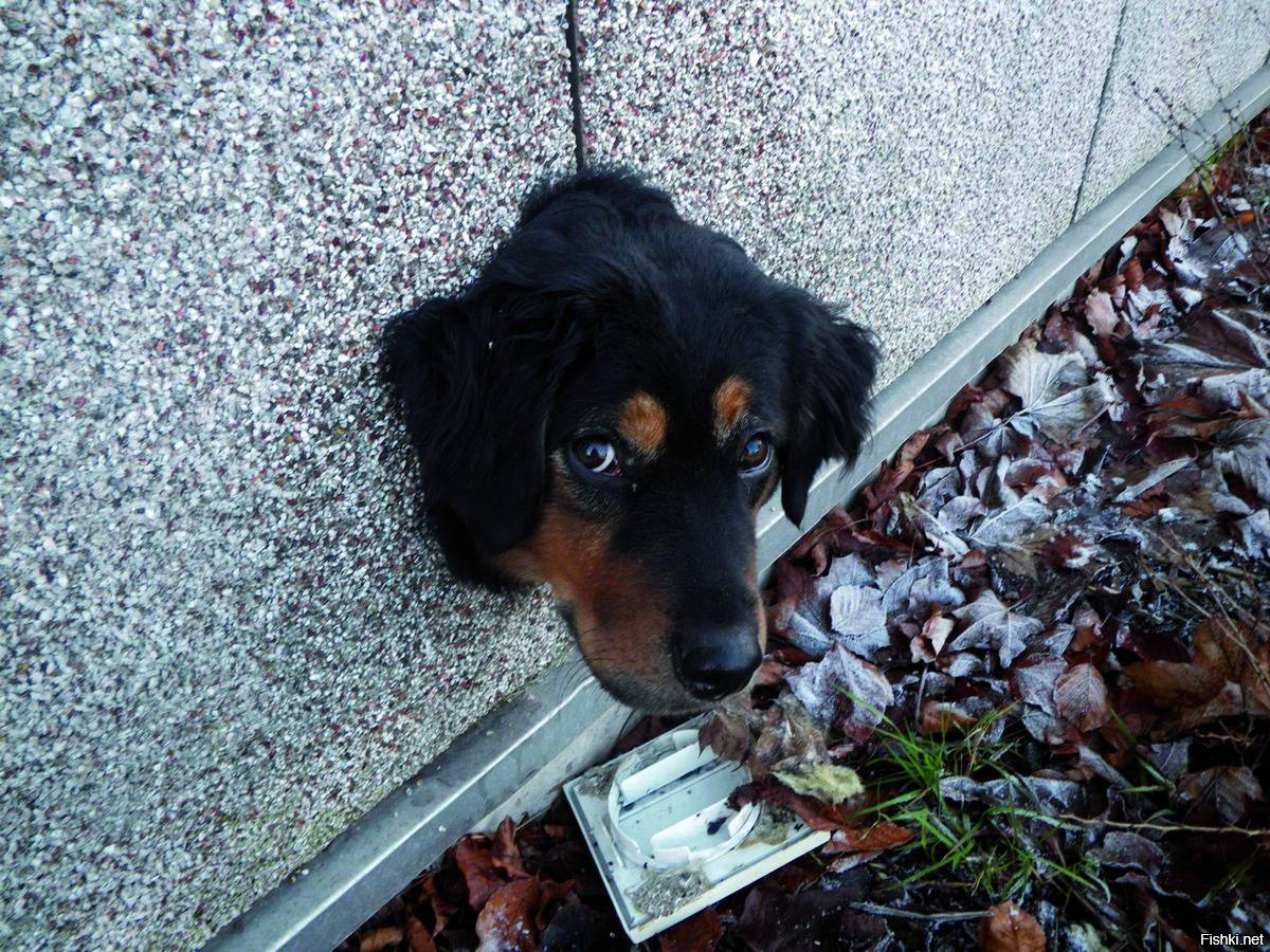 Яндекс картинки