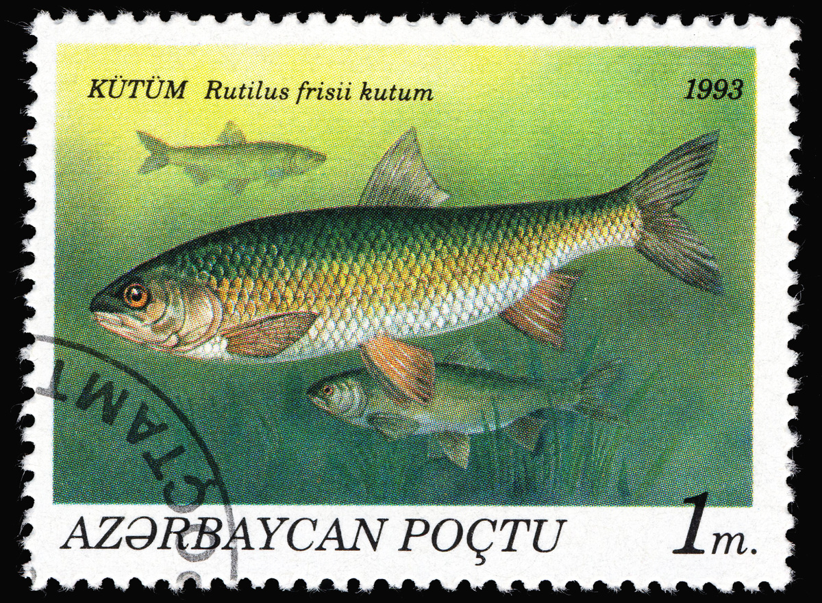 Фото: tristan tan/Shutterstock/Fotodom