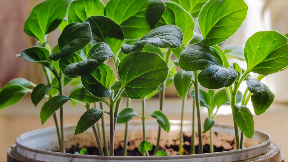 Рассада баклажанов