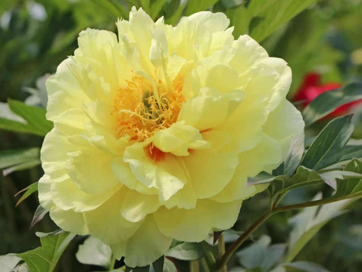 Пион "Bartzella". Селекционер Anderson (США, 1986). ИТО-гибрид.