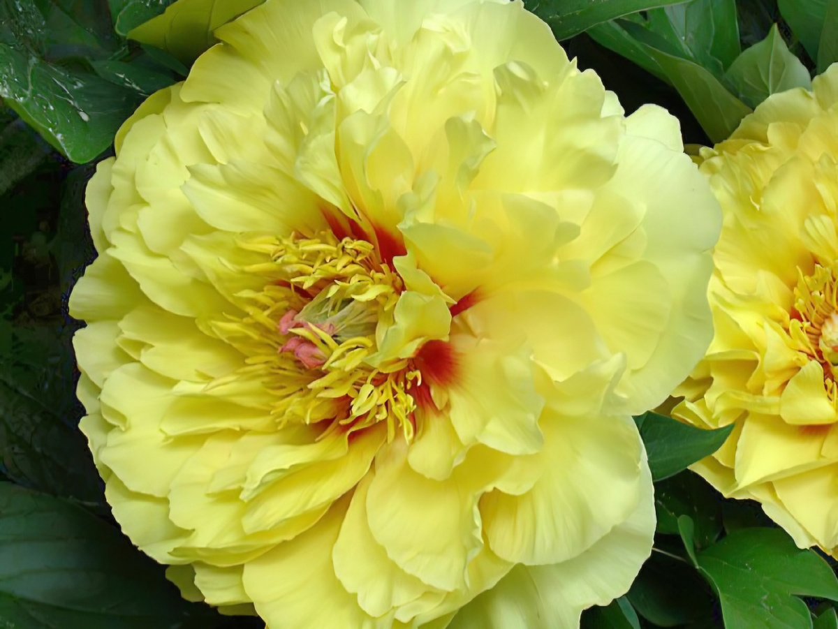 Пион "Garden Treasure". Селекционер Hollingsworth (США, 1984). ИТО-гибрид.