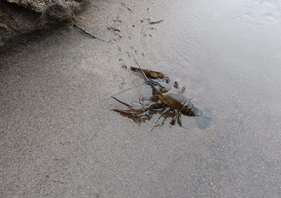    За последнее десятилетие это уже не первая находка.