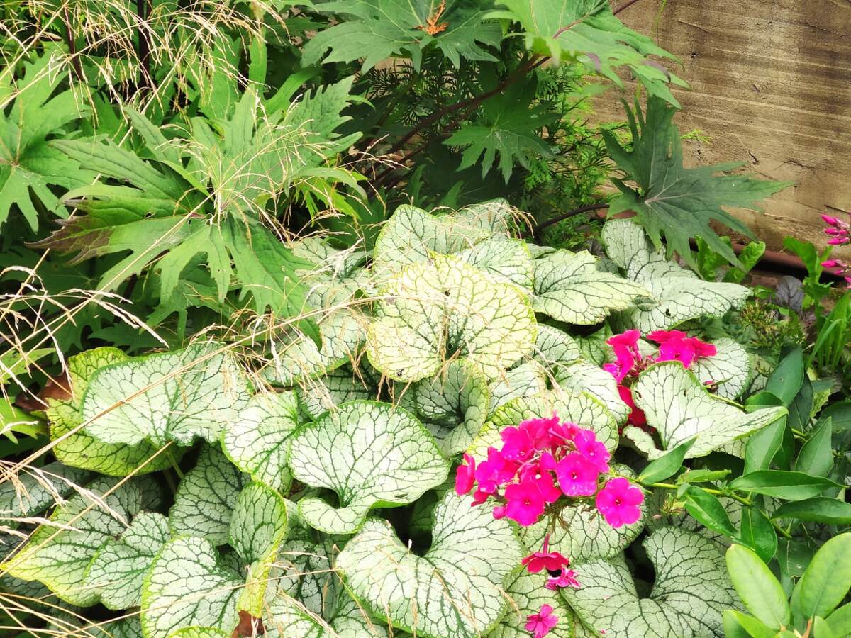 С бруннерой