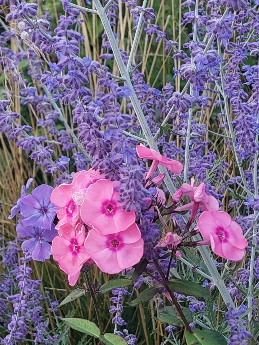 Розово-коралловый флокс, Перовския и флокс Блю парадайз