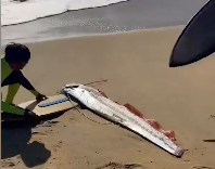    На пляже Мексики сёрферы нашли живого сельдяного короля, предвещающего беды