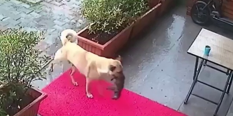    В Стамбуле собака принесла в ветклинику своего умирающего щенка