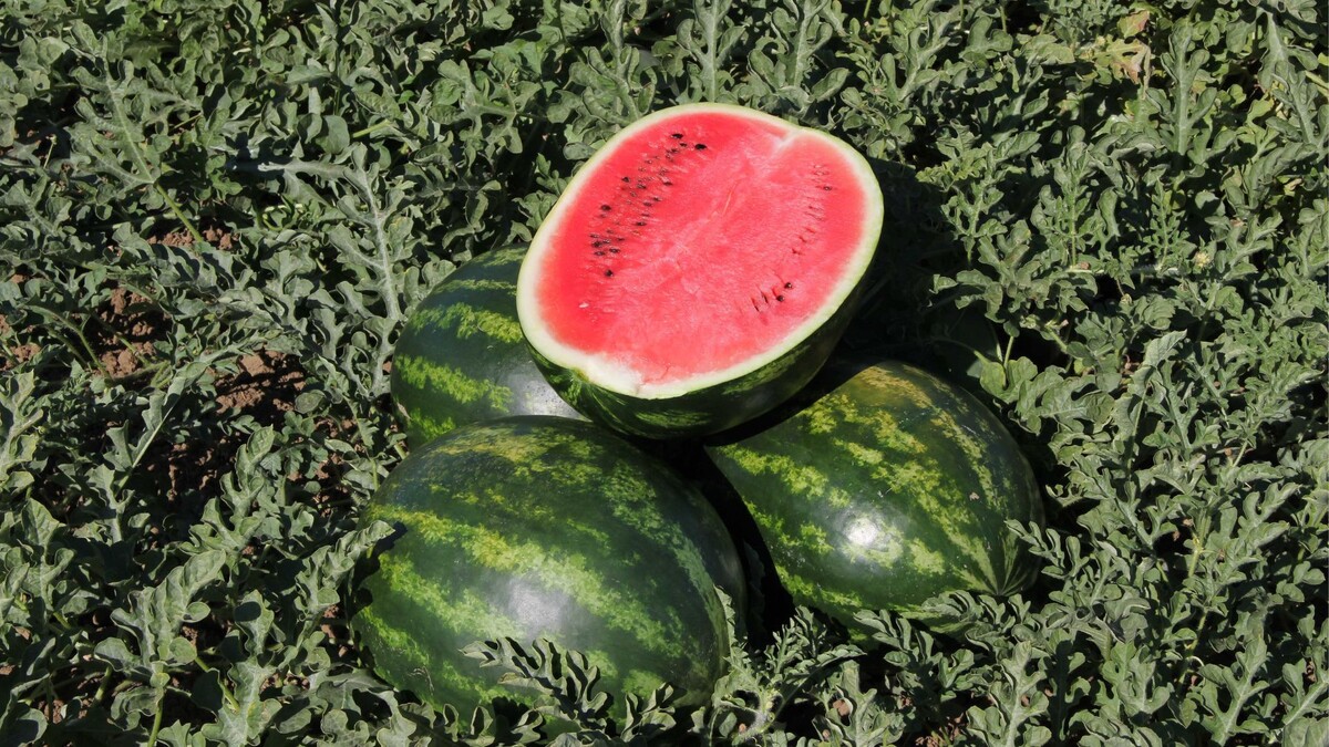 Арбуз Ливия F1 CLAUSE от СЕМЕНА ПРО