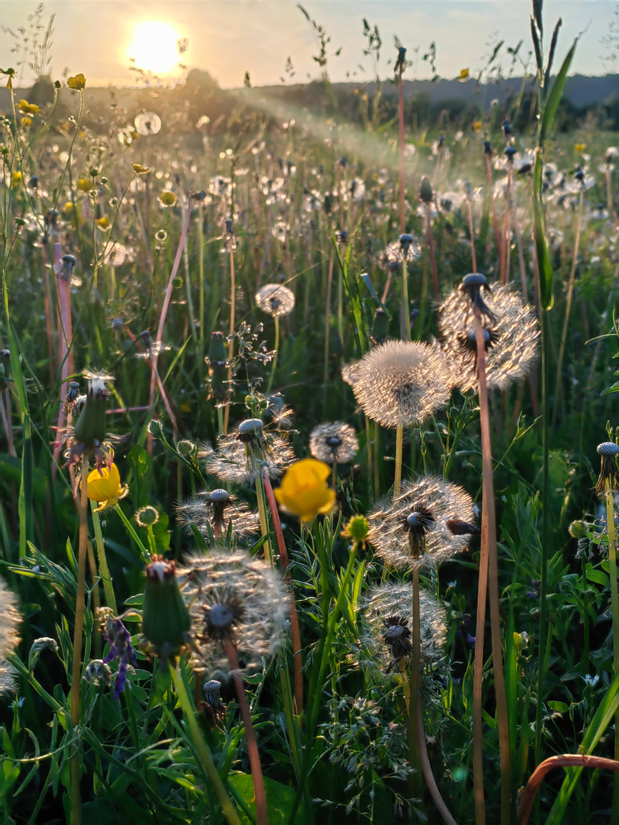 Фото автора. Заливной луг возле моего дома.