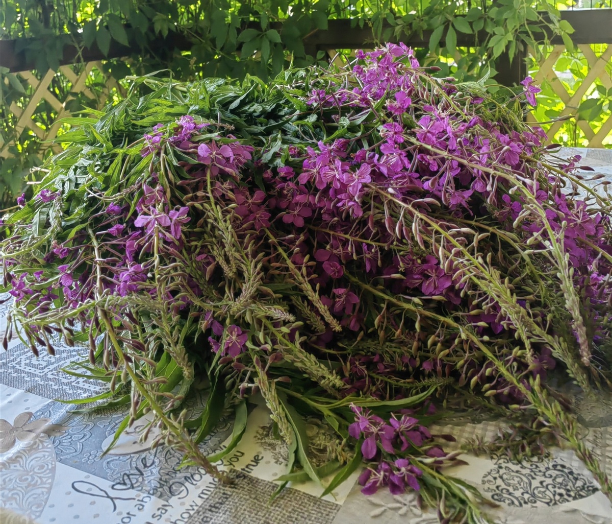 фото автора. Иван чай.