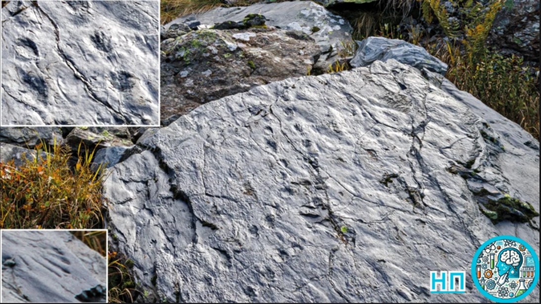 Большой валун с окаменевшими отпечатками ног земноводных и рептилий, выстроенными в ряд.