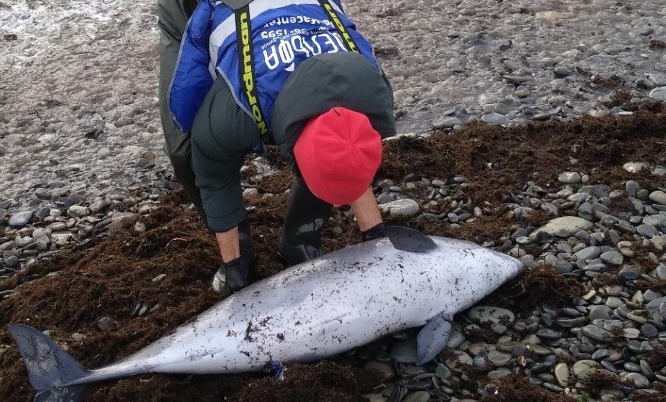    Фото: Центр спасения дельфинов «Дельфа»