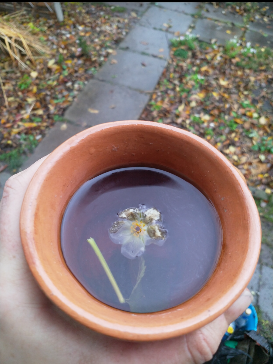 Ароматный чай с последними цветами