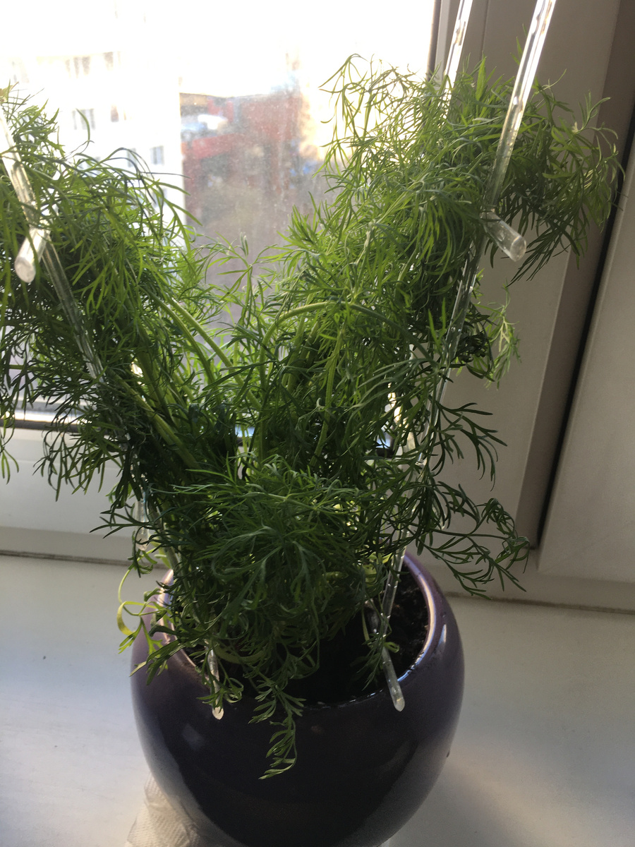 Укропчик магазинный из горшочка.Быстро пропал.