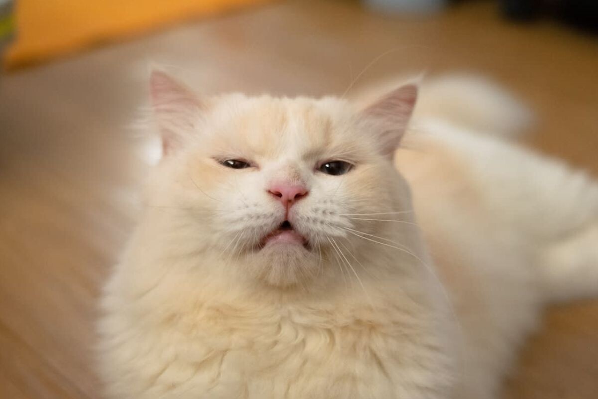 Кошка плохо видит