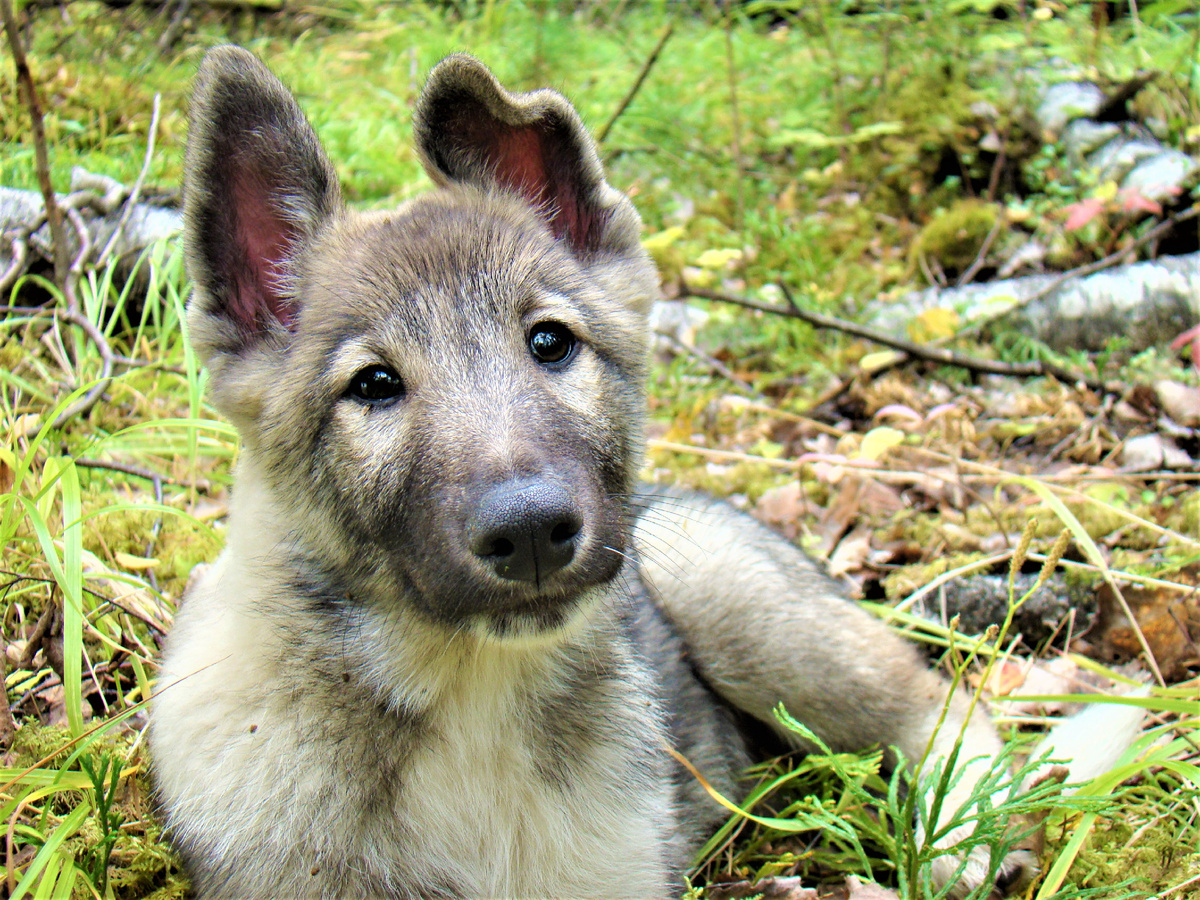 Тархан в четыре месяца.