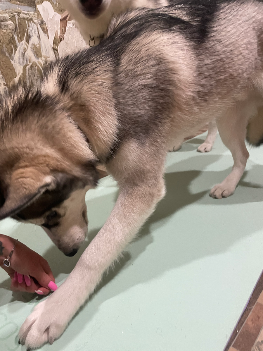 Никита выполняет команду "лежать". 