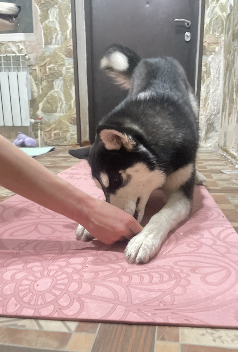 Мона выполняет команду "лежать" мы называем её ложись. 