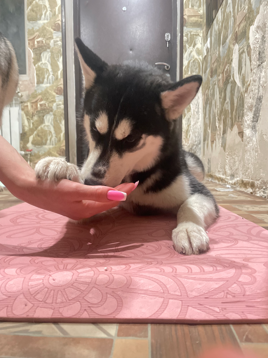 После выполнения команды получает награду 😎😍