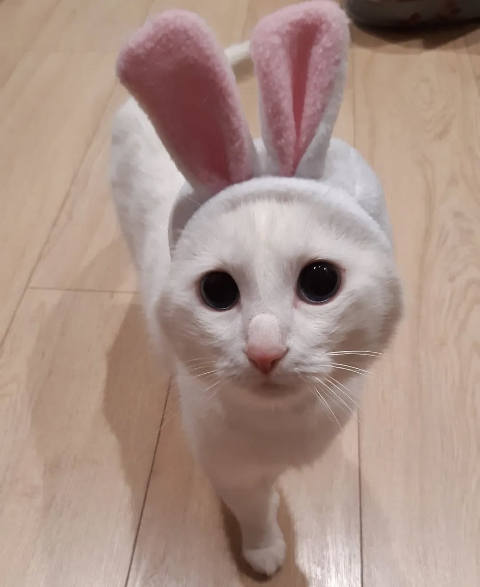 Мелкий в образе зайца-беляка)