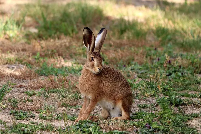 Заяц-беляк летом.