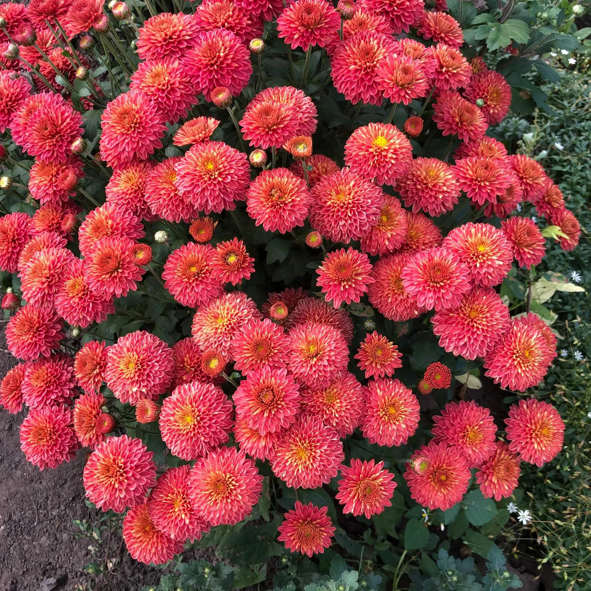 Розовый помпон   фото автора