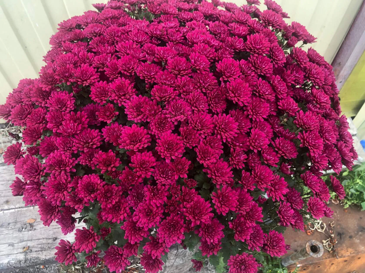 Bransound Magenta Брансаунд Маджента (Черри  фото автора