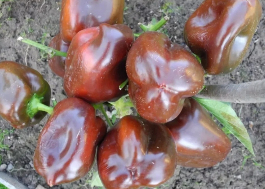 Перец "ГАННИБАЛ" 