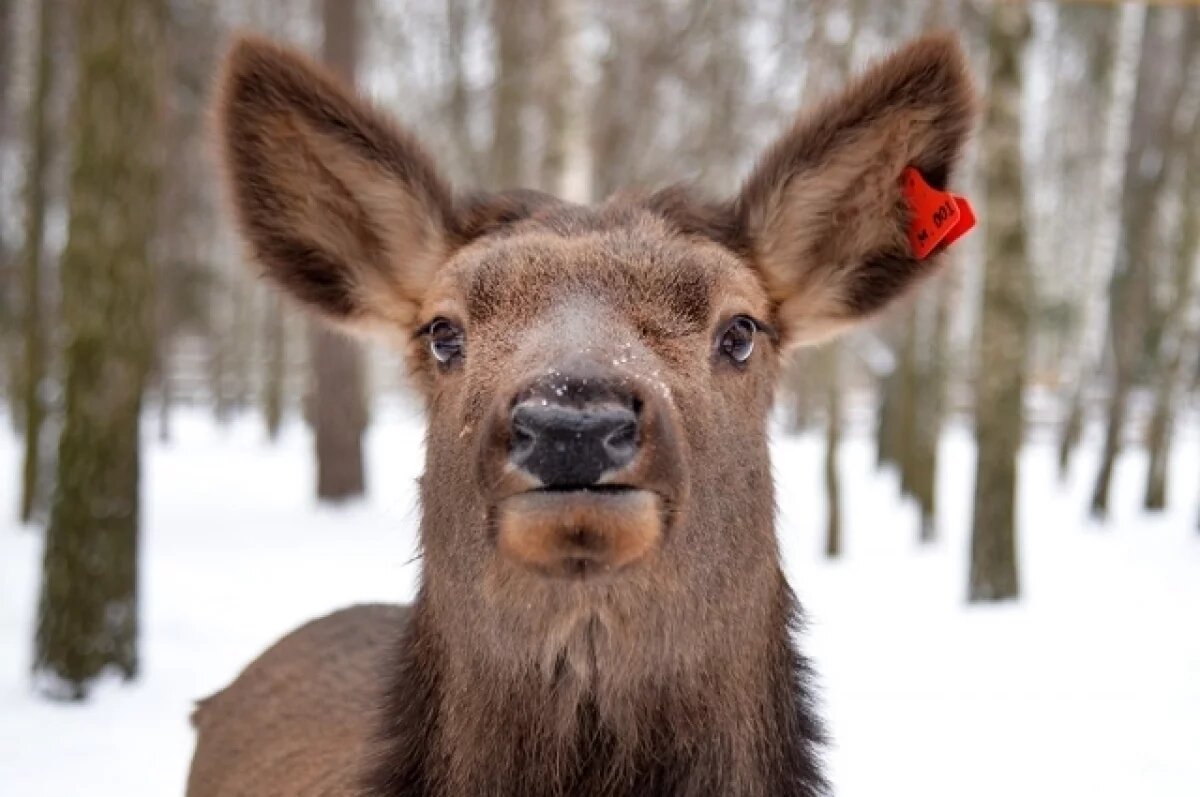    Главу союза общества охотников Удмуртии осудят за незаконную охоту