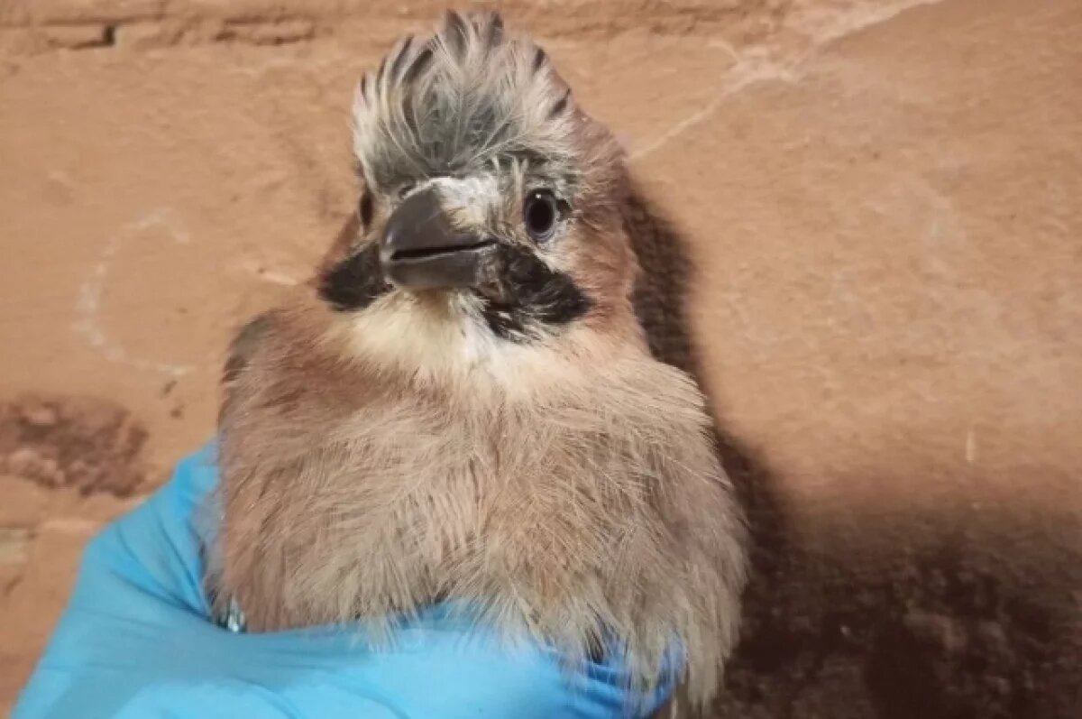    Волгоградцы возмутились продажей птиц через сайт бесплатных объявлений