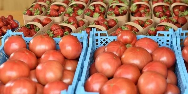    Фото пресс-службы администрации Краснодарского края