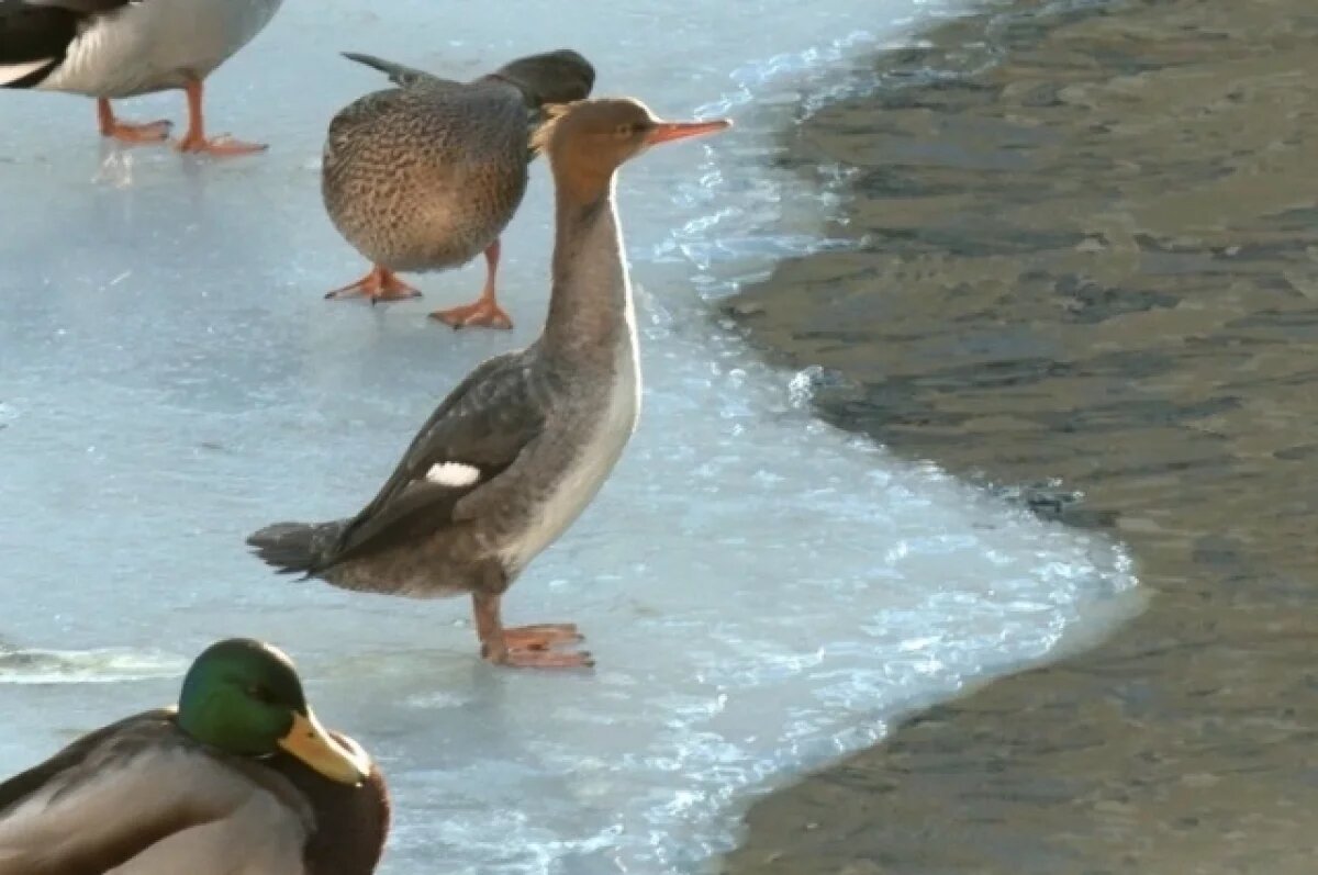    На канале Грибоедова в Петербурге заметили зубастую утку