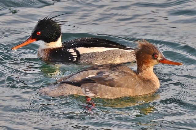    Фото: Commons.wikimedia.org/ Mykola Swarnyk.