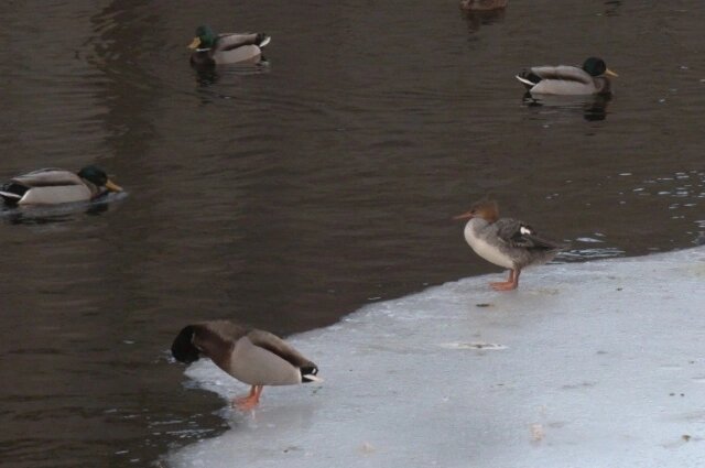    Фото: Каждой твари по паре / Павел Глазков