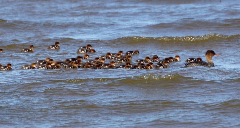    Фото: Каждой твари по паре / Павел Глазков/ Наталья Малиношевская