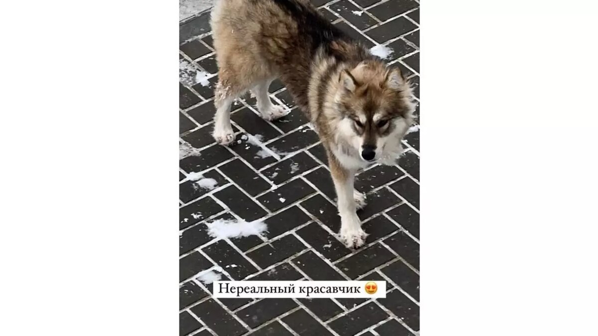     Источник: Instagram*/bella_not_hadid