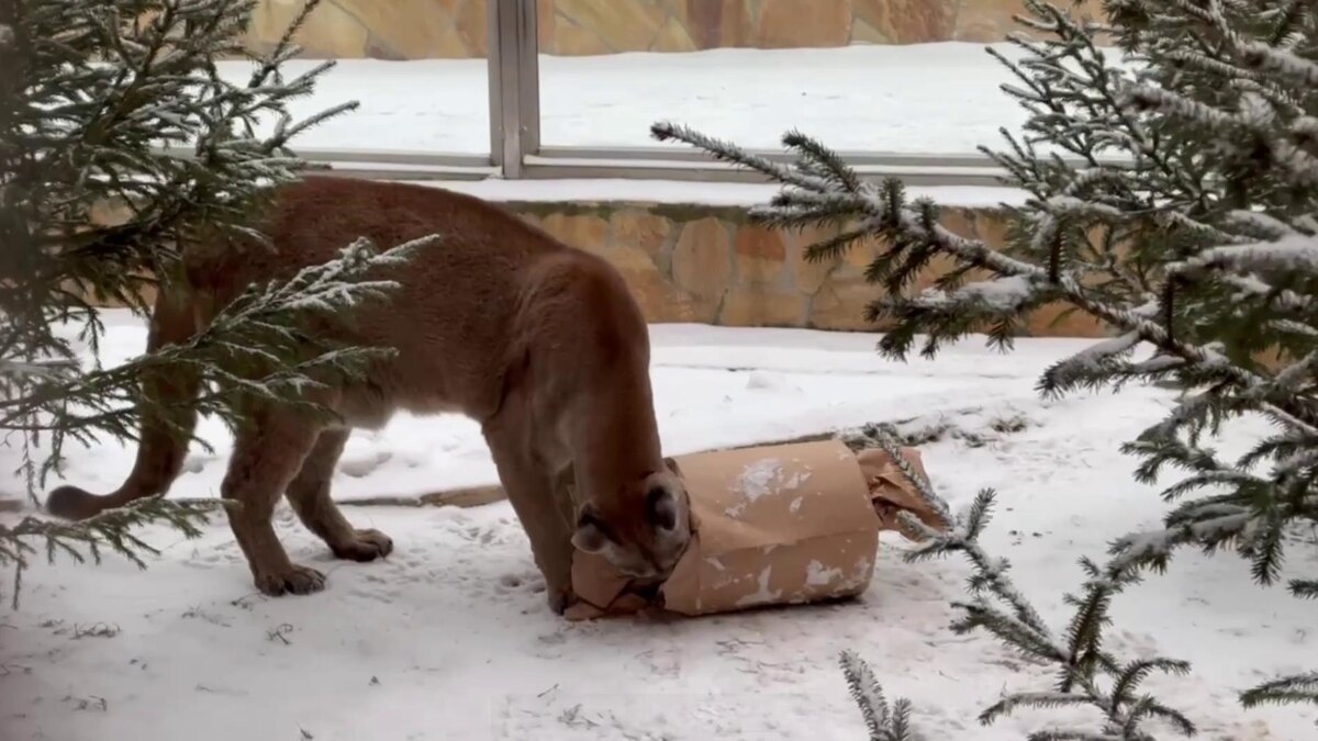    Фото: t.me/lenzoopark