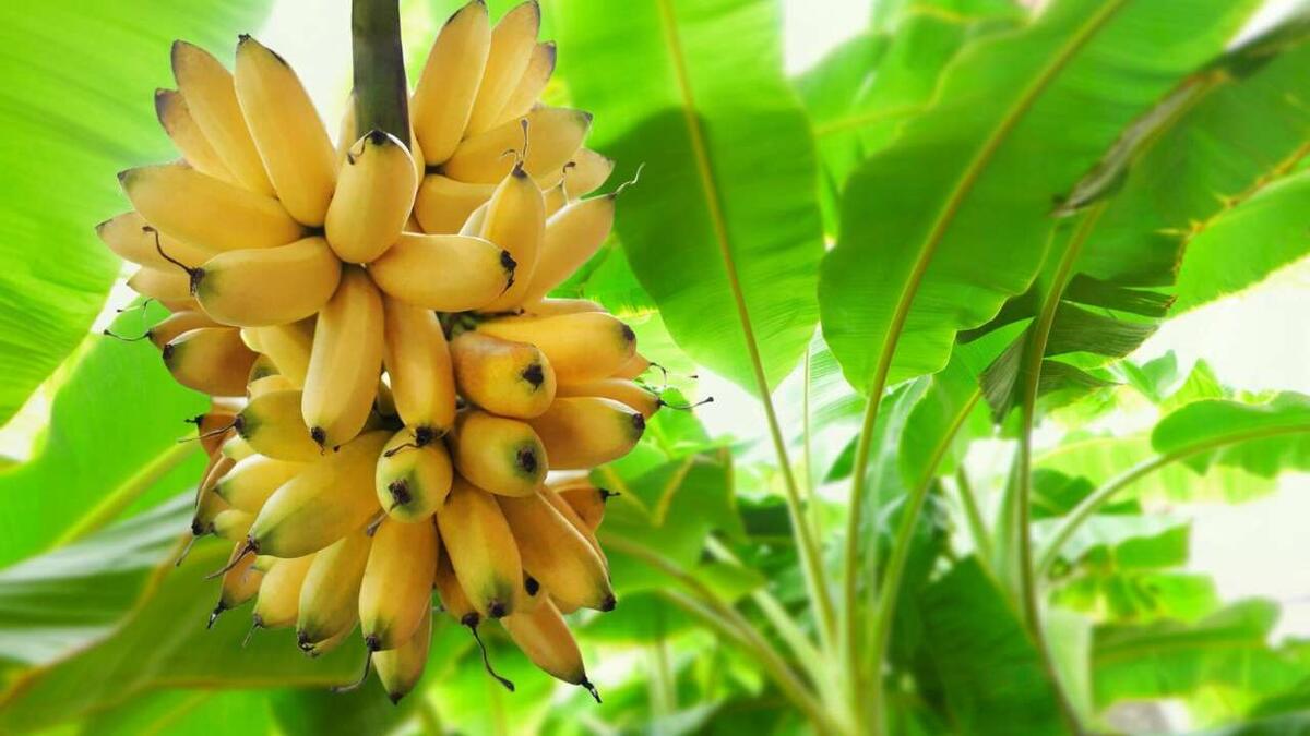    Первый урожай российских бананов может быть собран к концу 2025 года