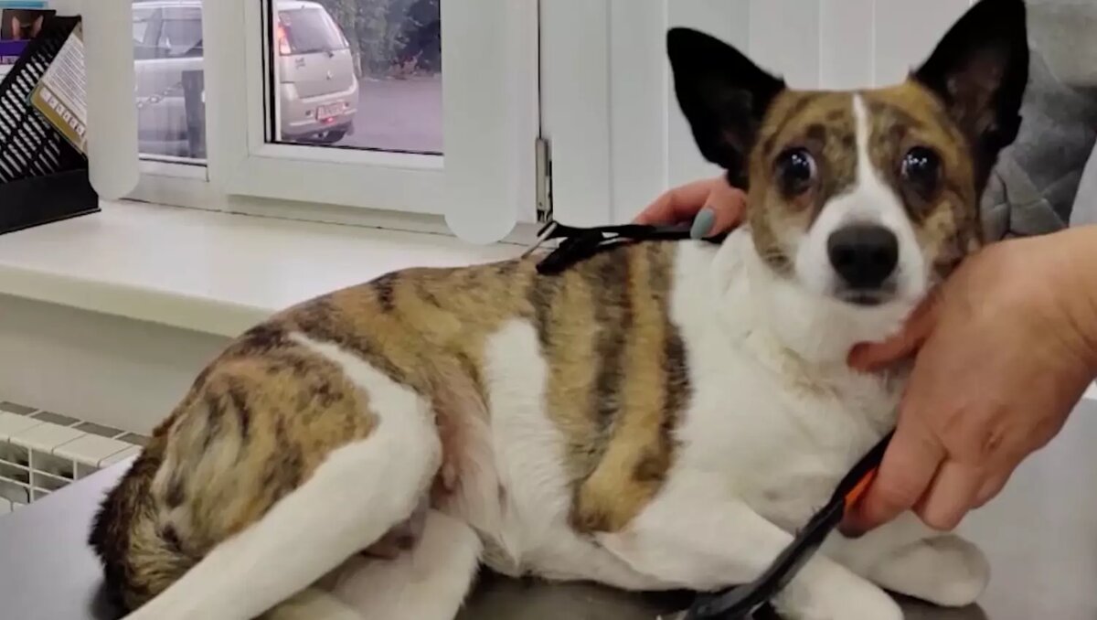     Источник: www.prima-tv.ru